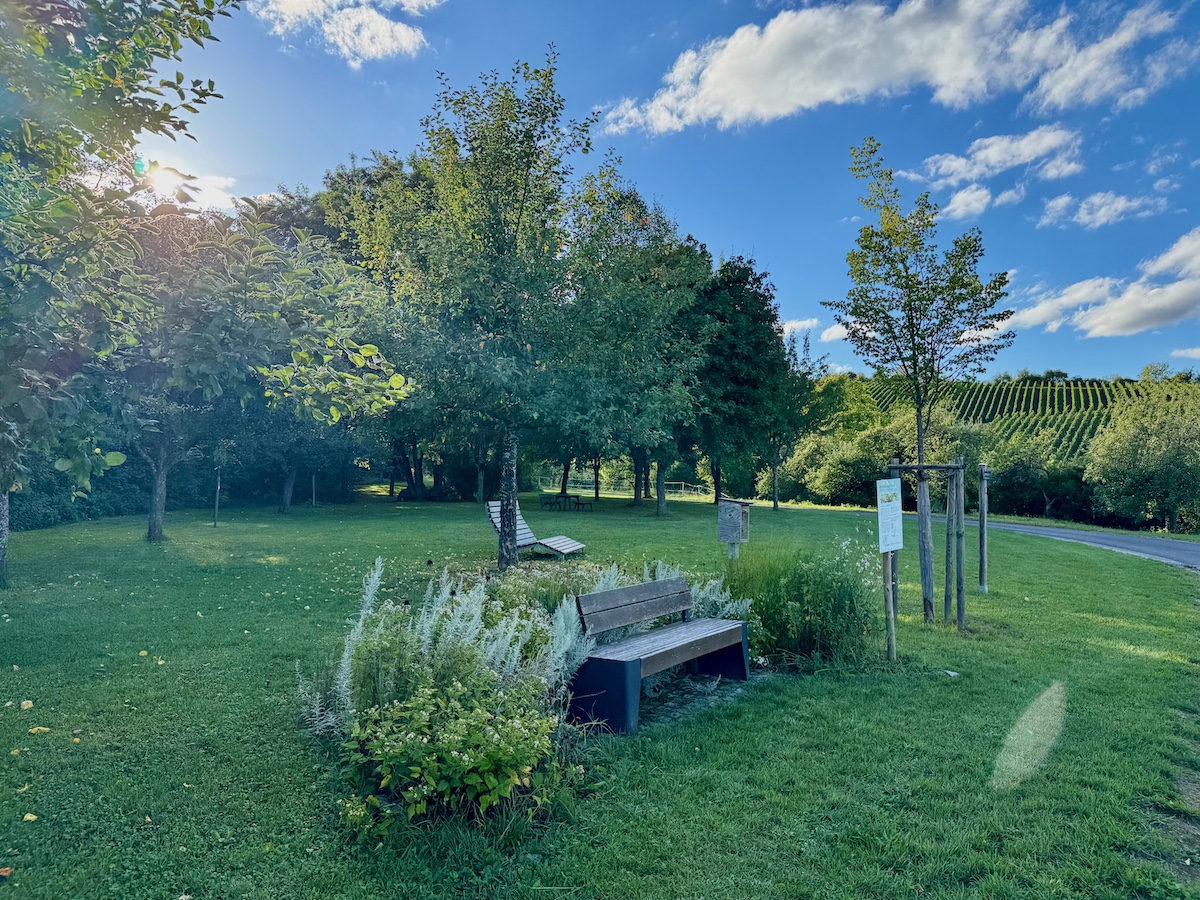 Weinberg in Erlabrunn